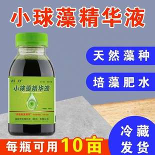 低温小球春419藻藻种水养殖产早秋冬季肥培藻复合卵水囊藻净水硅