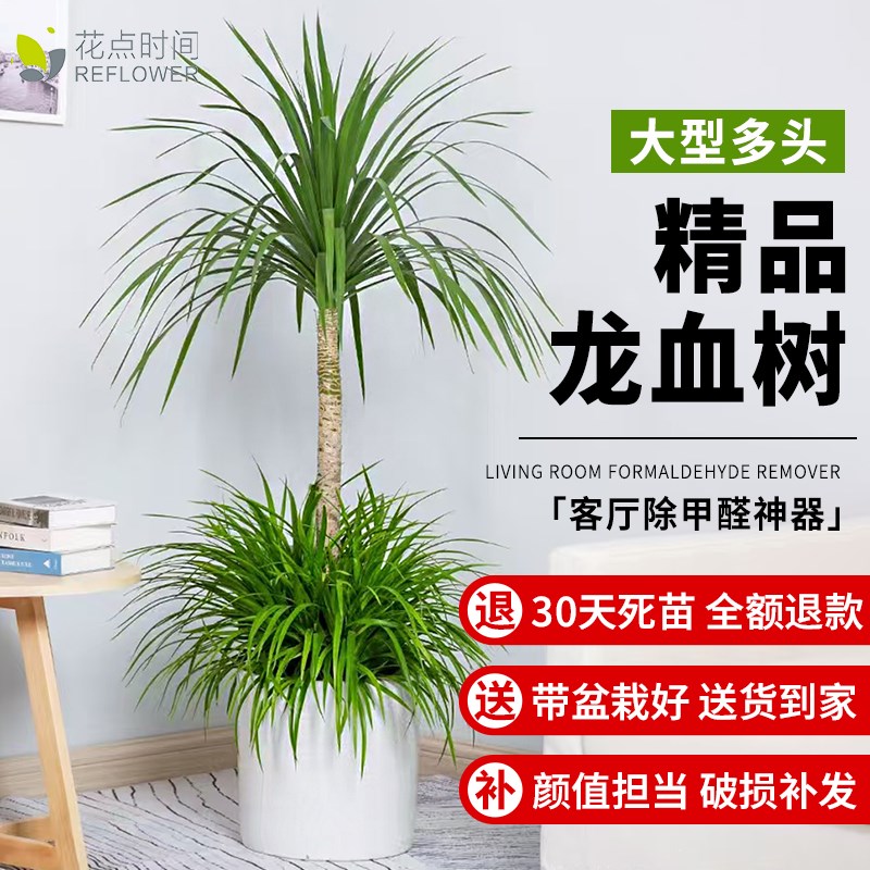 旺宅龙血树客厅绿植老桩多头龙须龙铁树室内绿植大型落地植物盆栽