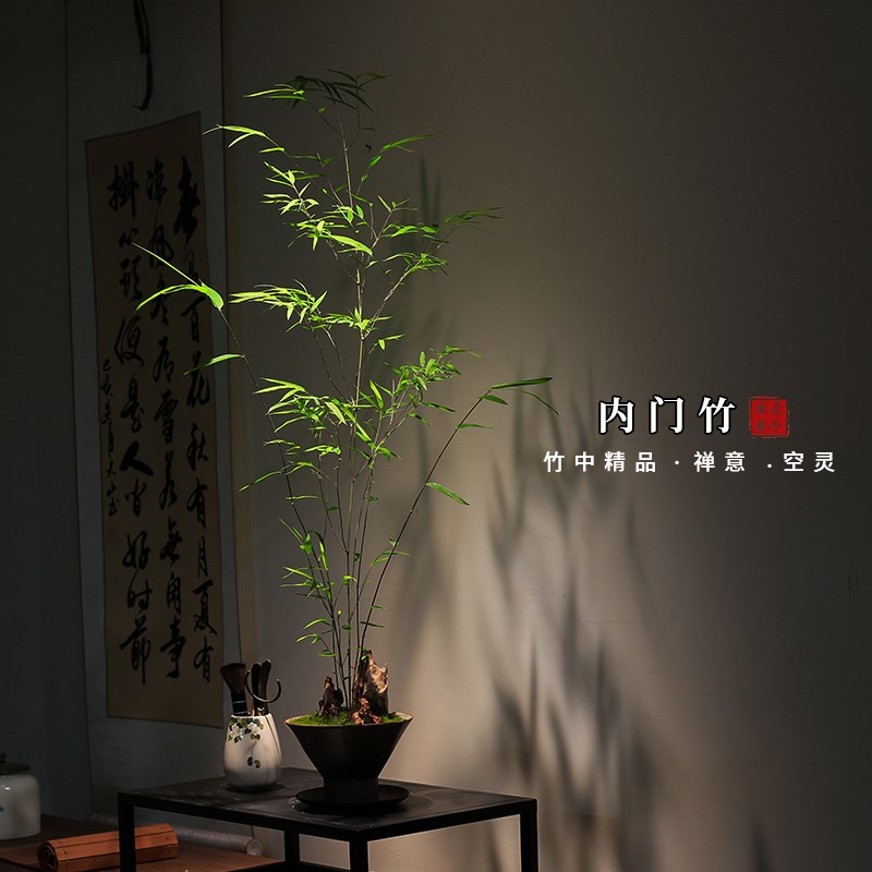 正宗内门竹禅意盆景高端茶室植物室内绿植桌面摆件W好养竹子盆栽