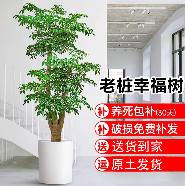 幸福树客厅盆栽大型落地旺宅绿植老桩幌伞枫办公室内四季好养盆景