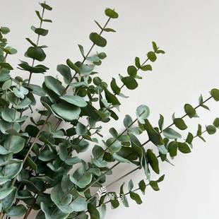 仿真尤加利叶绿利植单枝尤加叶大枝 家居橱窗内造景室装饰花配材