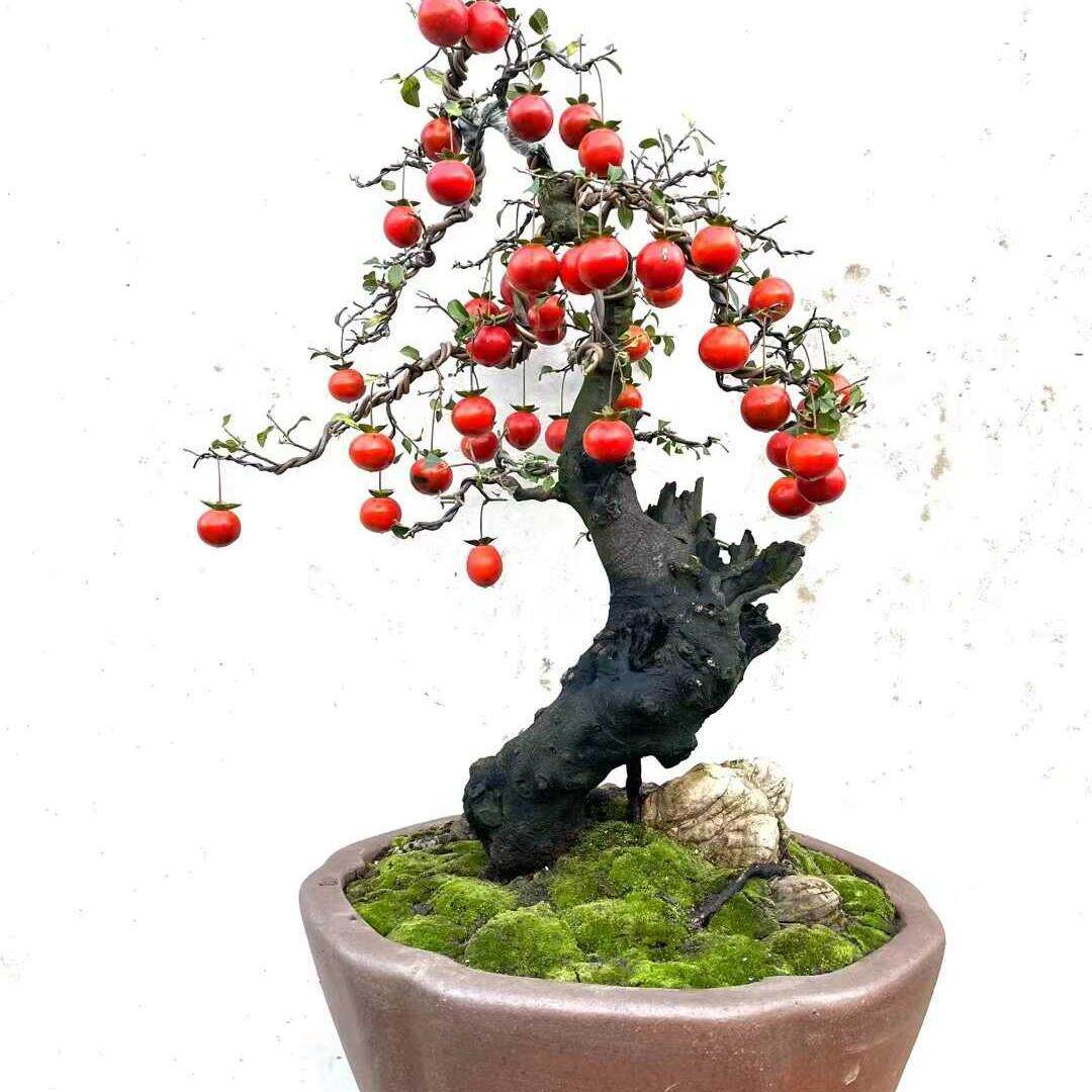 金弹子一物一拍所见即所得挂果母桩嫁接葫芦果紫阳小品血红果