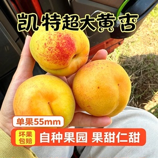 【现货】新疆新鲜头茬凯特鲜杏当季大黄杏孕妇水果酸甜整箱包邮