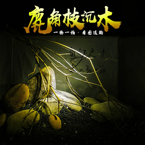 鱼缸沉木造景鹿角枝树森林南美原生草缸小号天然免煮木头树枝组合
