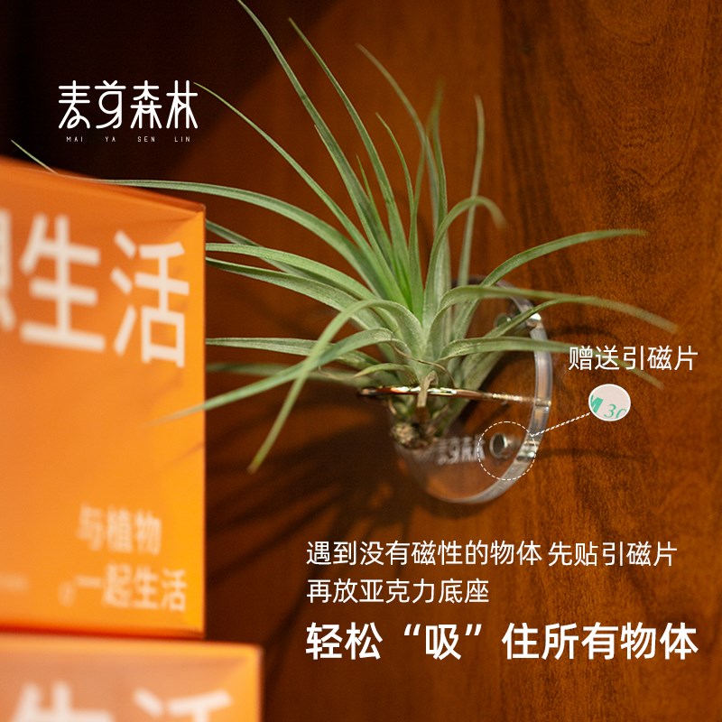 【创意磁吸贴】空气凤梨冰箱贴懒人植物好养高颜值创意磁贴亚克力