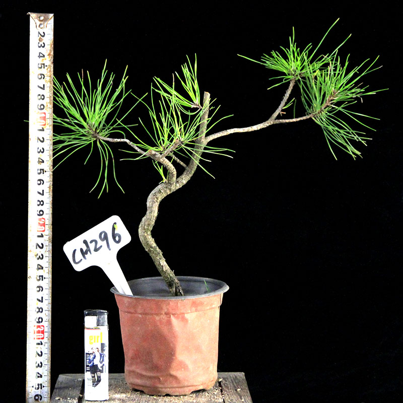 黄山松盆景黄山松盆栽野采黄山松山采黄山松黄山松小苗黄山松熟桩