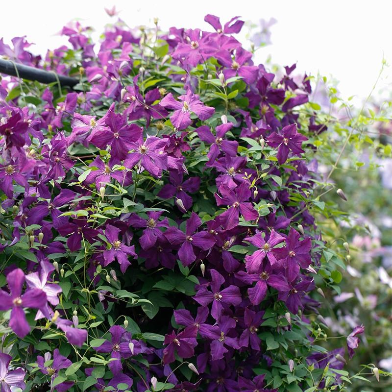 铁线莲乌托邦皇帝风之森林丰花花柱爬藤阳台花卉盆栽苗