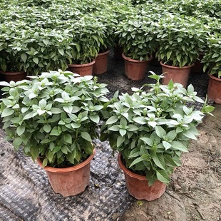 九层塔盆栽可食用罗勒金不换植物客厅阳台驱蚊紫苏薄荷大小苗绿植