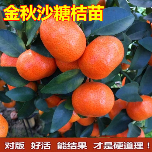 橘子树苗嫁接金秋沙糖桔