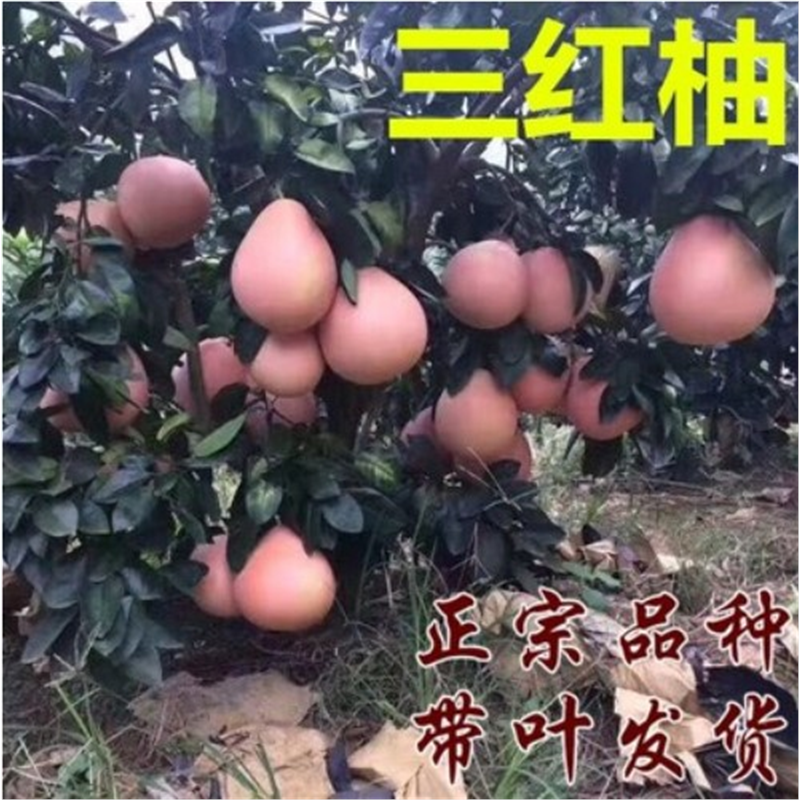 柚树果树苗三红柚子苗树苗红心柚苗三红蜜柚树苗当年结果盆栽