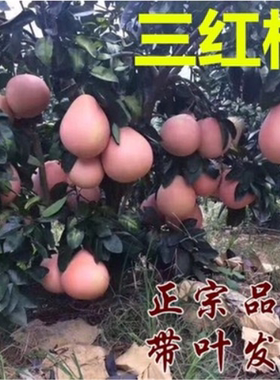 柚树果苗三红子心蜜当年结