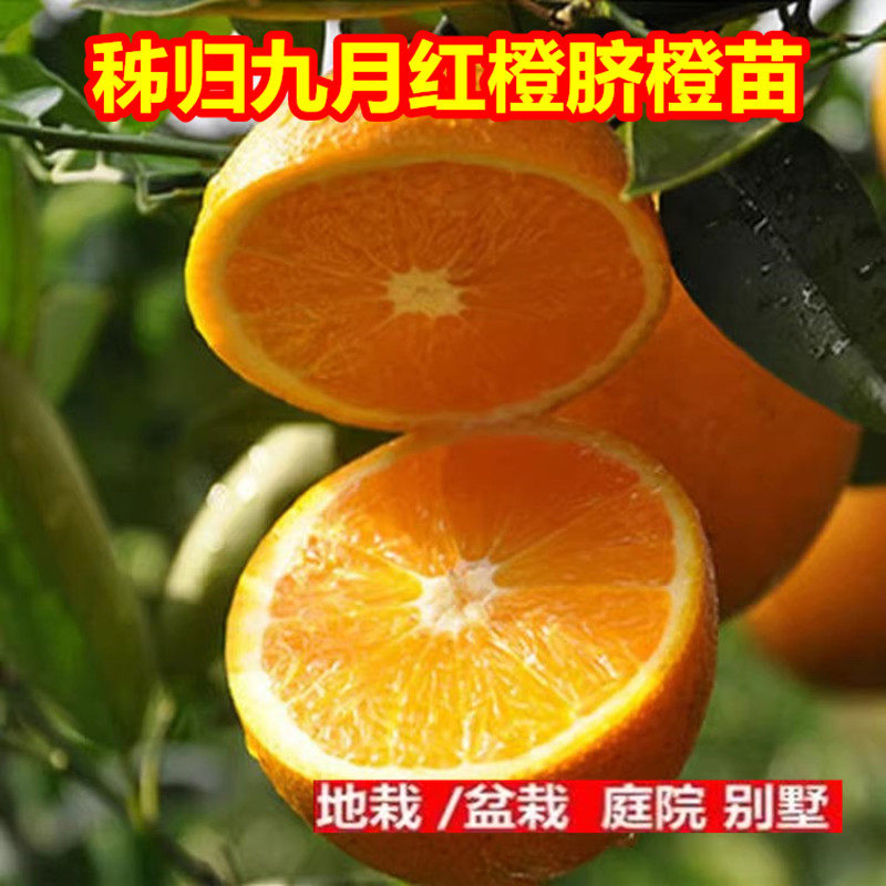 秭归九月红橙脐橙苗 盆栽地栽脐橙树苗 甜橙苗 当年结果橙子苗