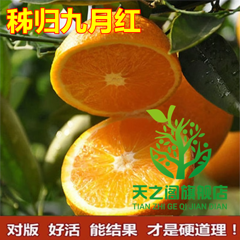 秭归九月红橙脐橙苗 盆栽地栽脐橙树苗 甜橙苗 当年结果橙子苗