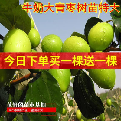 枣树嫁接苗牛奶南北方庭