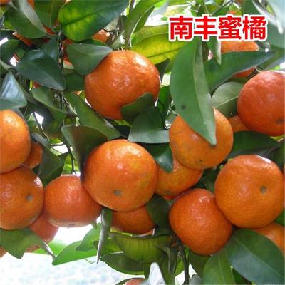 果树苗橘子南丰蜜当年结北