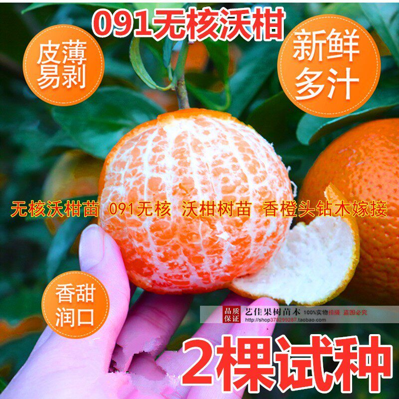 无核沃柑苗 091无核 沃柑树苗 香橙头钻木嫁接橘子苗盆栽地栽柑橘