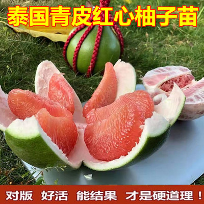 泰国青皮红心柚子苗嫁接