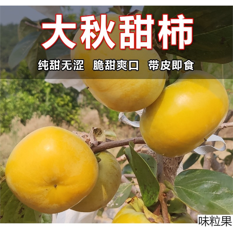 太秋甜柿子树苗南北方庭院