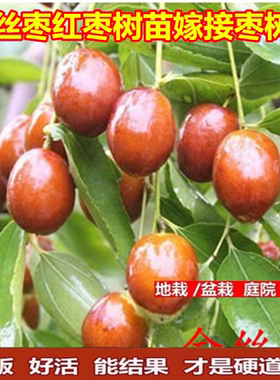 金丝枣红树苗嫁接当年结果