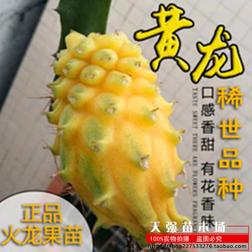 黄龙果树麒麟燕窝苗皮火