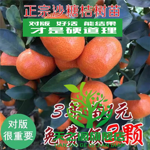 砂糖桔树苗 嫁接早熟新品种金秋沙糖橘 桔子橘子苗盆栽庭院果树苗