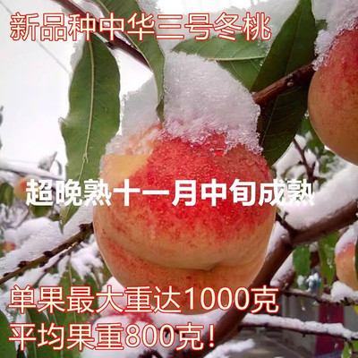 晚熟巨型冬桃雪嫁接果树苗
