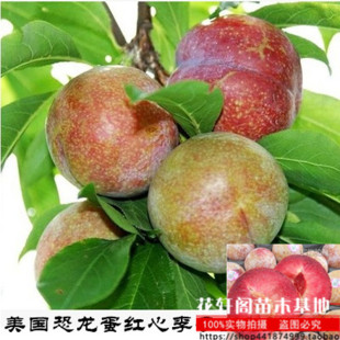 美国恐龙蛋 红心李子树苗 血丝李 新品种嫁接苗南方种植 当年结果