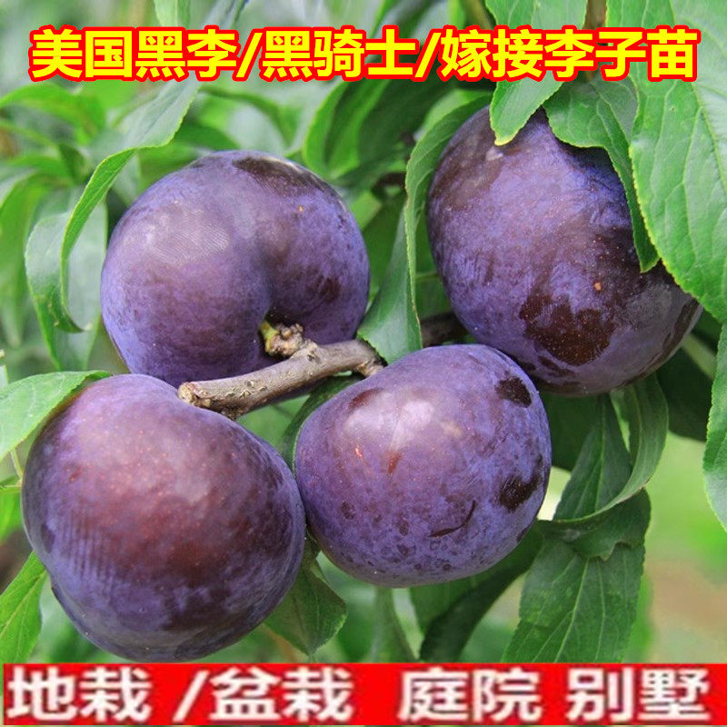 美国黑李/黑骑士/嫁接李子苗晚熟脆李李子树苗南北方种植当年结果