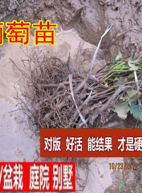 葡萄苗盆栽地小树爬藤庭