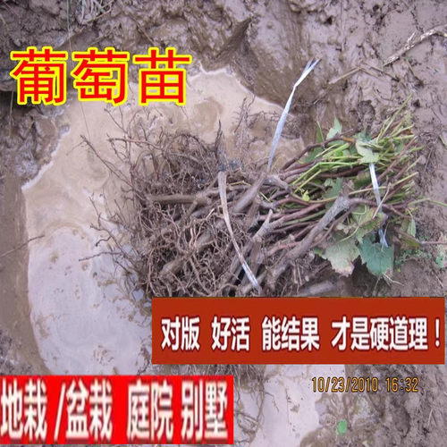葡萄苗盆栽地小树爬藤庭
