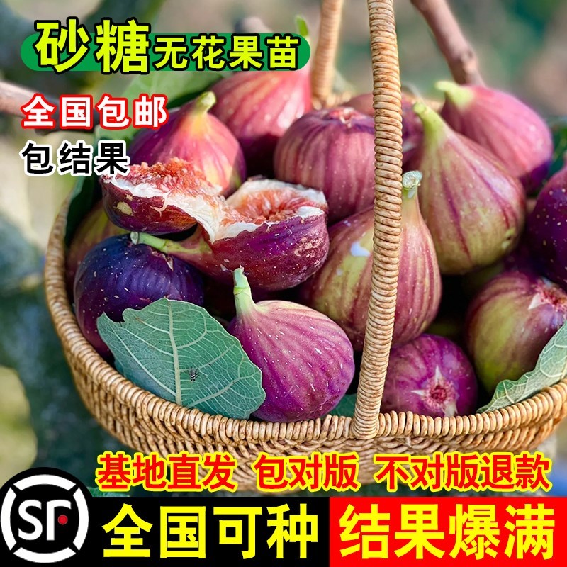 葡萄牙黑无花果树苗地栽特