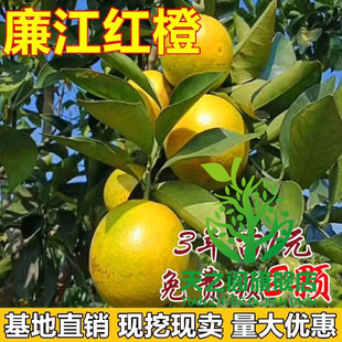 廉江红橙树苗嫁接苗 红心橙子脐橙苗 红江橙子树苗当年结果树