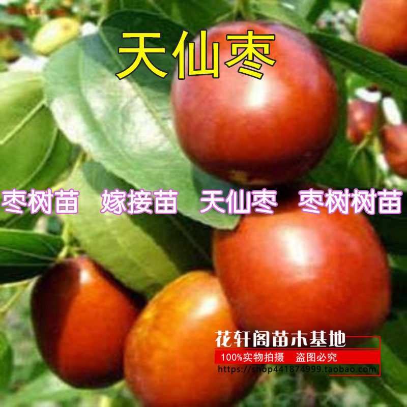 枣树苗 嫁接苗 天仙枣 枣树树苗 南方北方种植地栽果树苗当年结果