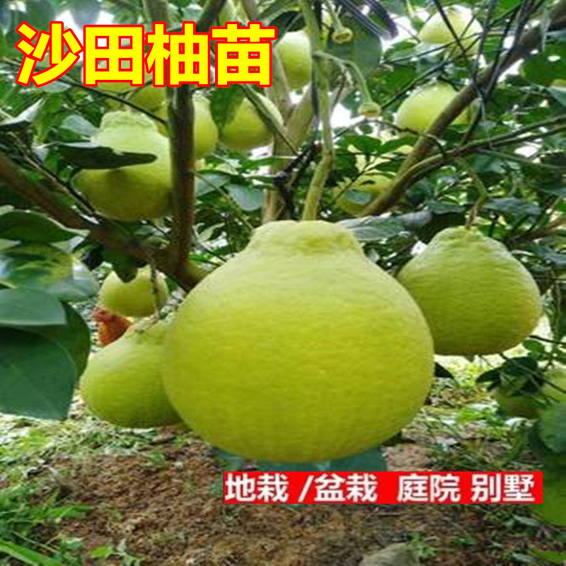 纯正 沙田柚苗 沙田柚培育基地 容县沙田柚树苗 嫁接蜜柚苗包品种