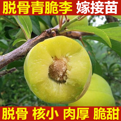 四川晚熟脱骨李嫁接苗子树