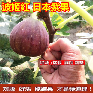 无花果 波姬红 丰产黄 日本紫果 扦插苗 庭院果树苗