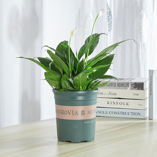 白掌盆栽一帆风顺盆景防辐射水培办公室桌面前台除甲醛开花小植物