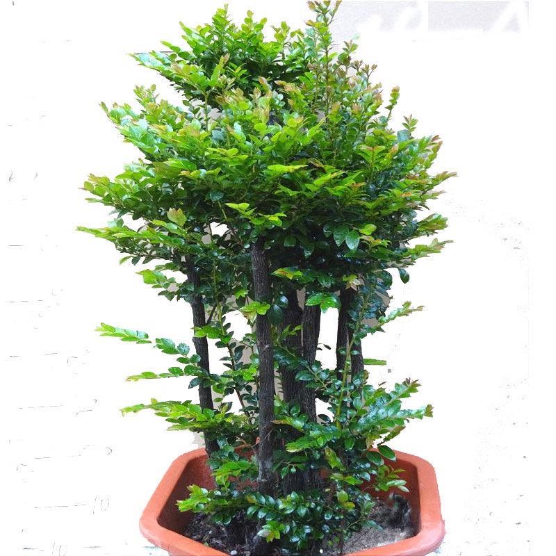 小叶紫檀盆景老桩盆栽树苗紫檀老桩盆栽熟桩四季常青檀木植物绿植