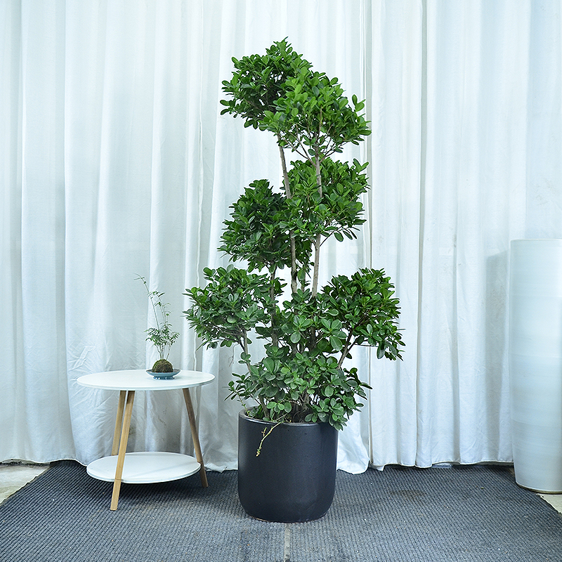 造型金钱榕树盆栽客厅庭院阳台大型观叶摇钱树盆景开业送礼大植物