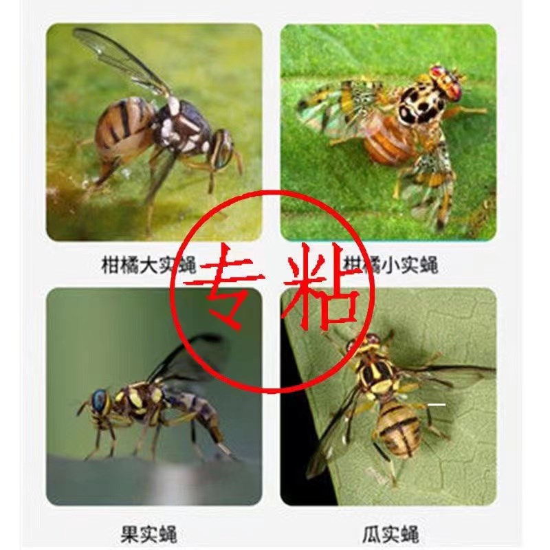 柑橘果实蝇诱蝇球针蜂蚊虫诱捕器果园粘虫球橘子树大棚家用黏蝇球