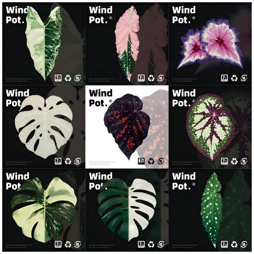 windpot原创植物冰箱贴龟背竹秋海棠植物冰箱贴热植磁贴创意礼品