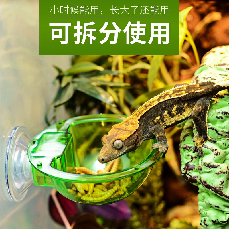 CM爬虫星球喂食器树栖爬宠睫角守宫变色龙树蛙悬挂式吸盘食盆水盆