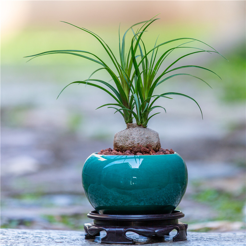 酒瓶兰盆景室内客厅好养耐旱植物办公室茶几桌面中式创意盆栽绿植