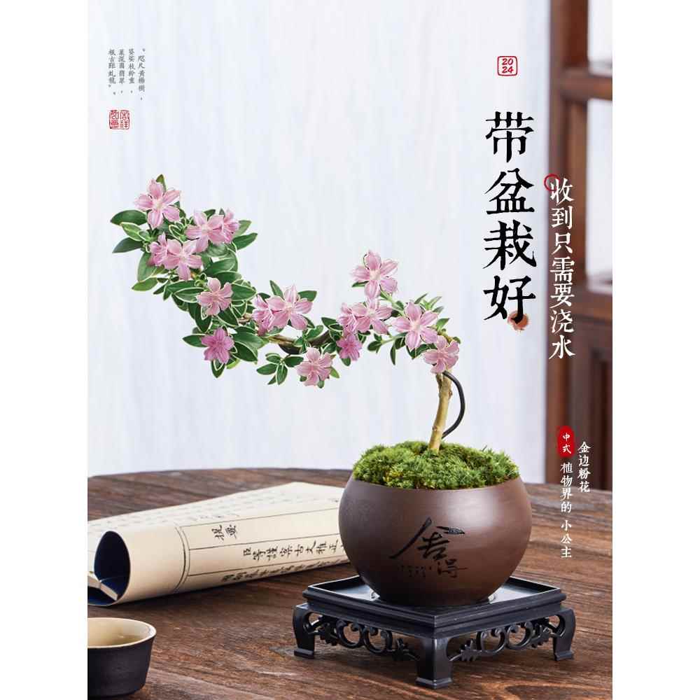 红花六月雪飘枝造型盆景老桩小盆栽悬崖室内桌面办公室摆件绿植物