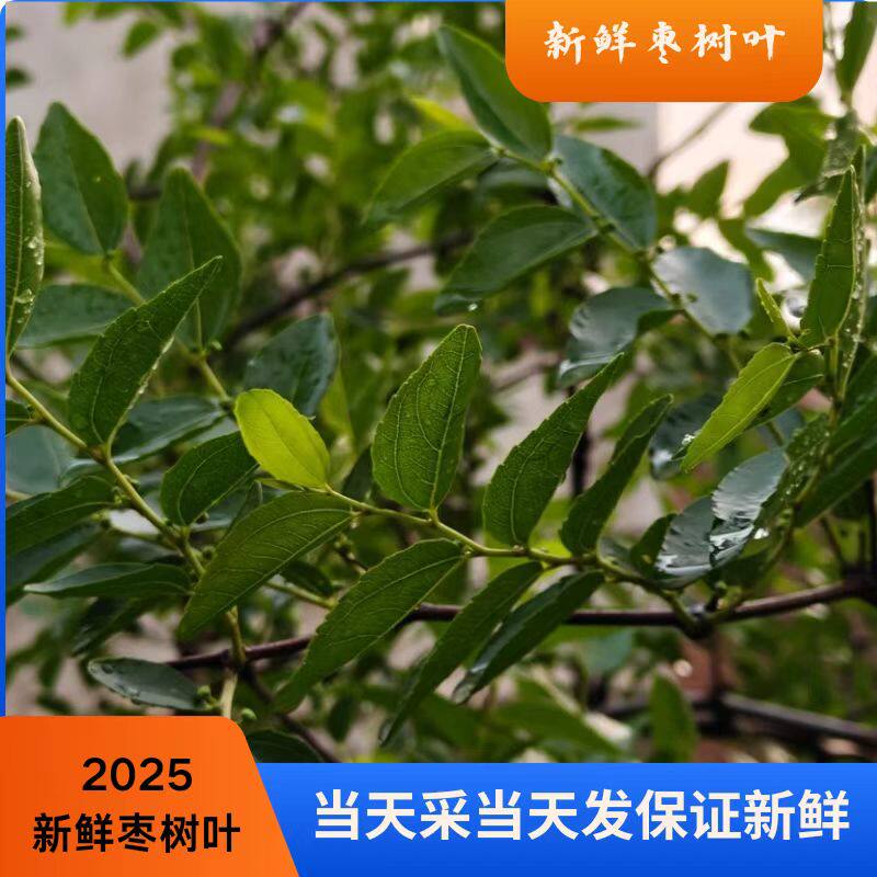 新鲜野生枣树叶纯天然枣树叶现拍现采