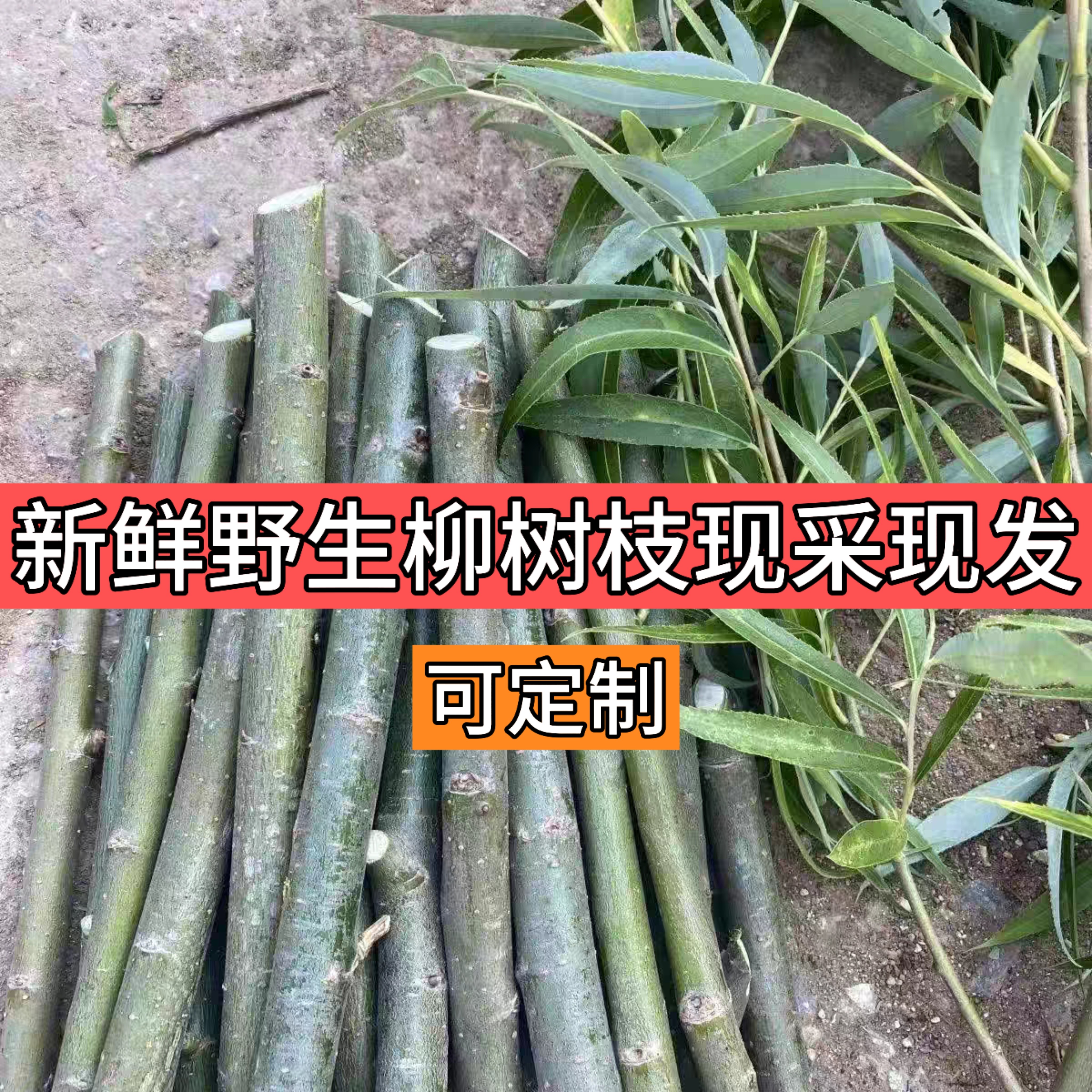 野生新鲜垂柳树枝杨柳树叶柳树枝条柳树棍乔迁搬新家插门插花饰品