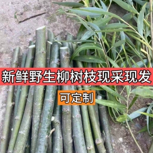 野生新鲜垂柳树枝杨柳树叶柳树枝条柳树棍乔迁搬新家插门插花饰品
