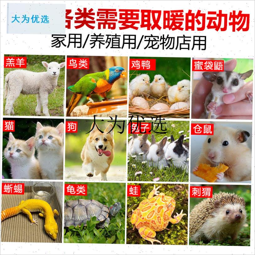 宠物取暖器暖风机k恒温加热仓鼠猫狗窝鹦鹉鸟用爬行动物保温灯冬,