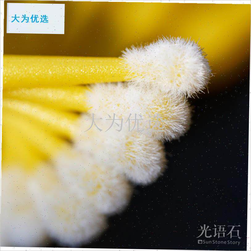 语石 多肉授粉笔 生石花v授粉神器 肉锥景天植物通用授粉棒工具.