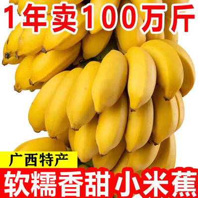 广西新鲜正宗小米蕉香蕉现摘当季整箱苹果蕉小香蕉芭蕉自然熟包邮